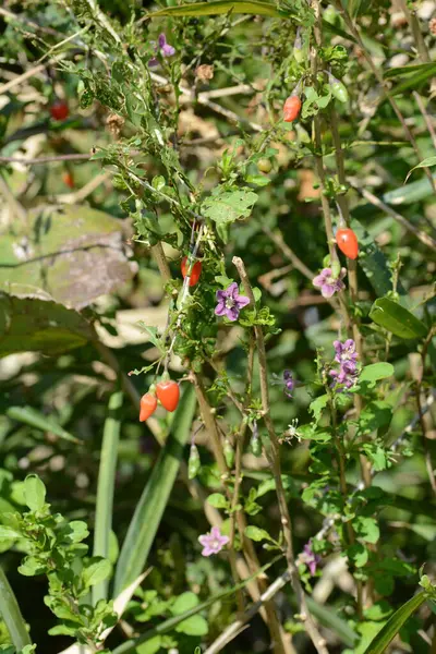 Lycium chinense (Çin evlilik bağı asması / Goji üzümü) çiçek ve böğürtlen. Soluk mor çiçekler açar ve yazdan sonbahara kadar kırmızı böğürtlen taşır. Yararlı bir bitki, yenilebilir ve tıbbi..