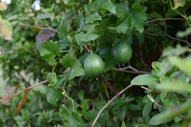 Trichosanthes kirilowii var. Jonah Olgunlaşmamış Meyveler. Cucurbitaceae dioecious perennial asma. Sonbaharda meyveler yeşilden sarıya olgunlaşır.