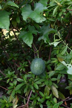 Trichosanthes kirilowii var. Jonah Olgunlaşmamış Meyveler. Cucurbitaceae dioecious perennial asma. Sonbaharda meyveler yeşilden sarıya olgunlaşır.