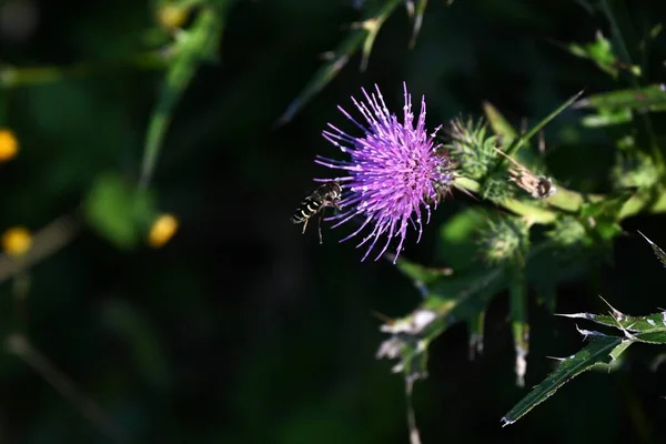 Thistle flowers and insects. Asteraceae perennial plants, the flowers are flower heads consisting of many thin tubular reddish-purple florets.