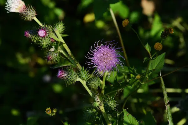 Thistle flowers and insects. Asteraceae perennial plants, the flowers are flower heads consisting of many thin tubular reddish-purple florets.