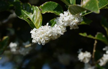 Osmanthus Fortunei çiçekleri. Oleaceae dioecious Evergreen ağacı. Ekim 'de tatlı kokulu küçük beyaz çiçekler açar..