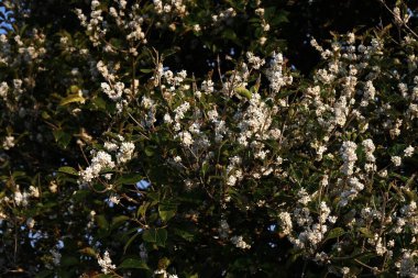 Osmanthus Fortunei çiçekleri. Oleaceae dioecious Evergreen ağacı. Ekim 'de tatlı kokulu küçük beyaz çiçekler açar..
