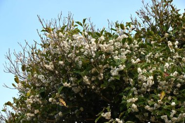 Osmanthus Fortunei çiçekleri. Oleaceae dioecious Evergreen ağacı. Ekim 'de tatlı kokulu küçük beyaz çiçekler açar..