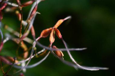 Çiçek açtıktan sonra tatlı sonbahar klematisi (Clematis terniflora). Ranunculaceae yarı çalı sarmaşığı. Kırmızı-kahverengi meyveler yumurta şeklindedir ve tarzında yoğun gümüş-beyaz tüylere sahiptir..