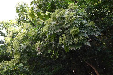 Castor aralia (Kalopanax septemlobus) meyveleri. Ranunculaceae yaprak döken ağaç. Yazın sarı-yeşil çiçekler açar ve ekimde yuvarlak böğürtlenlerle olgunlaşır..