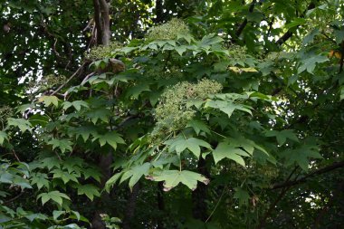 Castor aralia (Kalopanax septemlobus) meyveleri. Ranunculaceae yaprak döken ağaç. Yazın sarı-yeşil çiçekler açar ve ekimde yuvarlak böğürtlenlerle olgunlaşır..