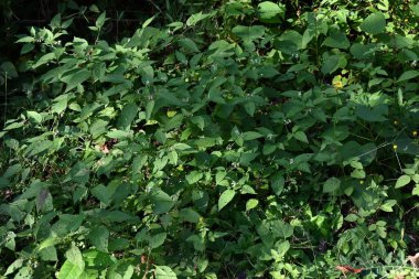 Siyah itüzümü (Solanum nigrum) çiçek ve böğürtlen. Solanaceae yıllık bitkileri. Beyaz çiçekler yazdan sonbahara kadar açar. Çiçek açtıktan sonra yeşil böğürtlenler siyaha dönüşür..
