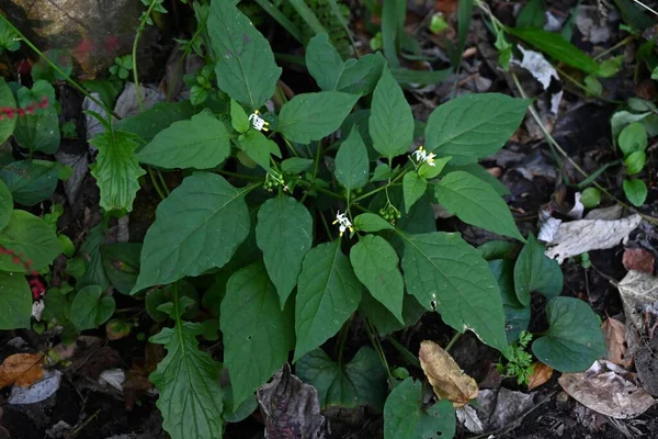 Siyah itüzümü (Solanum nigrum) çiçek ve böğürtlen. Solanaceae yıllık bitkileri. Beyaz çiçekler yazdan sonbahara kadar açar. Çiçek açtıktan sonra yeşil böğürtlenler siyaha dönüşür..