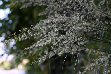 Kalamagrostis brachytricha steud çiçekleri. Poaceae daimi bitkileri. Ağustostan ekim ayına kadar panikte birçok pembe çiçek başakları belirir.