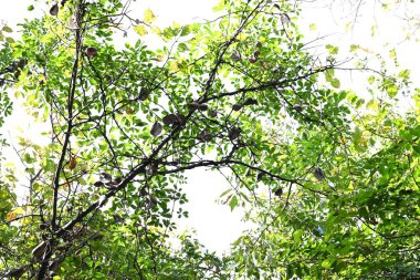 Çikolata sarmaşığı (Akebia quinata) meyveleri. Lardizabalaceae yaprak döken asma çalısı. Meyve sonbaharda olgunlaşır ve hamuru ve tohumları ortaya çıkarmak için dikey olarak bölünür. Yenilebilir ve tıbbi.