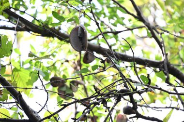 Çikolata sarmaşığı (Akebia quinata) meyveleri. Lardizabalaceae yaprak döken asma çalısı. Meyve sonbaharda olgunlaşır ve hamuru ve tohumları ortaya çıkarmak için dikey olarak bölünür. Yenilebilir ve tıbbi.