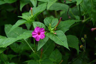 Peru mucizesi (Mirabilis jalapa) meyveleri. Kırışık siyah meyveler çiçeklendikten sonra ortaya çıkar ve ezildiğinde bir tohum beyaz toz üretir..