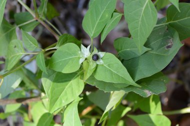 Peru mucizesi (Mirabilis jalapa) meyveleri. Kırışık siyah meyveler çiçeklendikten sonra ortaya çıkar ve ezildiğinde bir tohum beyaz toz üretir..