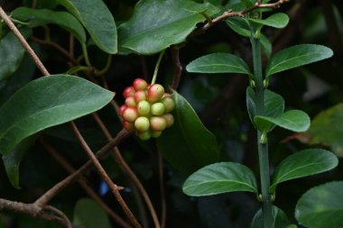 Japon kadsura / Scarlet kadsura (Kadsura japonica) meyveleri. Schisandraceae her zaman yeşil üzüm. Sonbaharın sonlarında, böğürtlen kümeleri kırmızıya döner ve asılır. Aynı zamanda tıbbi amaçlar için de kullanılır..