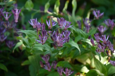  Japon kurbağa zambağı (Tricyrtis hirta) çiçekleri. Liliaceae daimi bitkileri. Mor benekli çiçekler ağustostan ekime kadar açar..