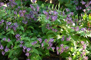  Japon kurbağa zambağı (Tricyrtis hirta) çiçekleri. Liliaceae daimi bitkileri. Mor benekli çiçekler ağustostan ekime kadar açar..