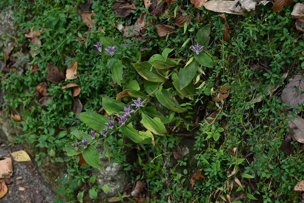  Japon kurbağa zambağı (Tricyrtis hirta) çiçekleri. Liliaceae daimi bitkileri. Mor benekli çiçekler ağustostan ekime kadar açar..