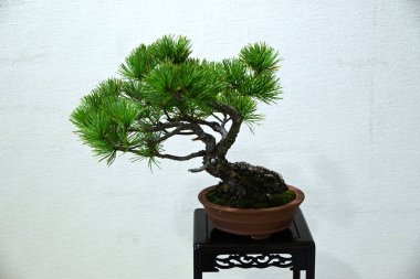 Japonya gezisi. Bonsai 'ler. Bonsai, doğadaki gerçek bitkilerin ötesinde güzellik arayan geleneksel bir Japon sanatıdır..