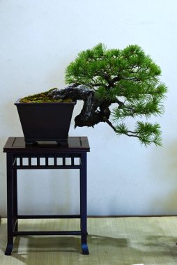 Japonya gezisi. Bonsai 'ler. Bonsai, doğadaki gerçek bitkilerin ötesinde güzellik arayan geleneksel bir Japon sanatıdır..