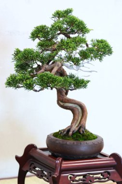 Japonya gezisi. Bonsai 'ler. Bonsai, doğadaki gerçek bitkilerin ötesinde güzellik arayan geleneksel bir Japon sanatıdır..