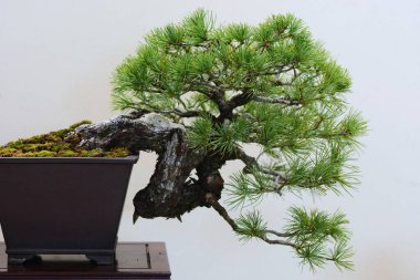 Japonya gezisi. Bonsai 'ler. Bonsai, doğadaki gerçek bitkilerin ötesinde güzellik arayan geleneksel bir Japon sanatıdır..