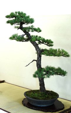 Japonya gezisi. Bonsai 'ler. Bonsai, doğadaki gerçek bitkilerin ötesinde güzellik arayan geleneksel bir Japon sanatıdır..