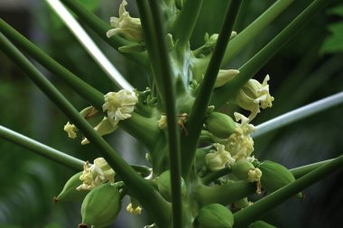 Papaya (Carica papaya) çiçekler ve meyveler. Her zaman yeşil olan karikatür tropikal meyve ağacı. Mayıs 'tan Ekim' e ferahlatıcı bir kokuyla beyaz çiçekler açar..