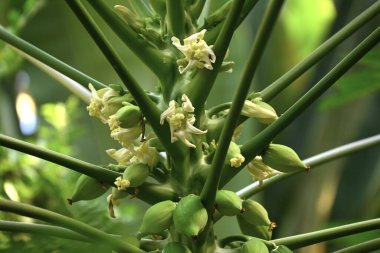 Papaya (Carica papaya) çiçekler ve meyveler. Her zaman yeşil olan karikatür tropikal meyve ağacı. Mayıs 'tan Ekim' e ferahlatıcı bir kokuyla beyaz çiçekler açar..