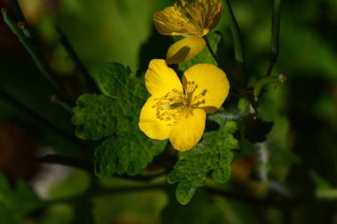Daha büyük celandine / Swallow otu (Chelidonium majus) çiçekleri. Papaveraceae yıllık zehirli bitkiler. Dört yapraklı sarı çiçekler Nisan 'dan Temmuz' a kadar açar. Bu şifalı bir bitki..