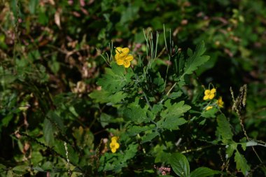 Daha büyük celandine / Swallow otu (Chelidonium majus) çiçekleri. Papaveraceae yıllık zehirli bitkiler. Dört yapraklı sarı çiçekler Nisan 'dan Temmuz' a kadar açar. Bu şifalı bir bitki..