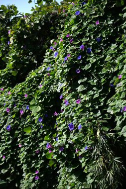 Ipomoea indica çiçekleri. Uzun ömürlü tropikal sarmaşıklar. Mor çiçekler Haziran 'dan Kasım' a kadar açar. Güçlü bir şekilde büyüdüğü için Japonya 'daki evler için de güneşlik olarak kullanılıyor..