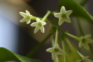 Cestrum nocturnum (Gecenin Hanımı / Gece Yasemin) çiçekleri. Solanaceae daima yeşil tropikal çalı. Çiçekler gece açar ve güçlü bir koku yayar..