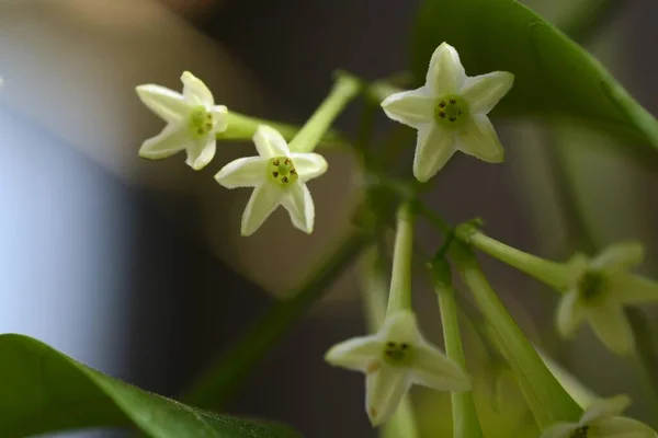 Cestrum nocturnum (Gecenin Hanımı / Gece Yasemin) çiçekleri. Solanaceae daima yeşil tropikal çalı. Çiçekler gece açar ve güçlü bir koku yayar..