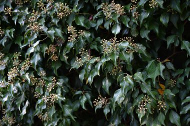  Japon sarmaşığı (Hedera rhombea) yapraklar, tomurcuklar ve çiçekler. Kökünden pek çok kök salar ve diğer ağaçlara ve kayalara tırmanır. Beş yapraklı sarı-yeşil çiçekler sonbaharda açar..