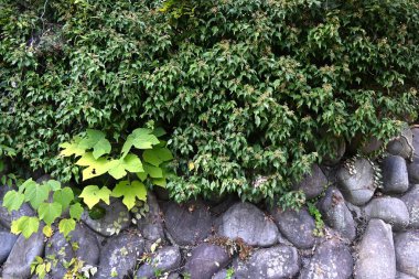  Japon sarmaşığı (Hedera rhombea) yapraklar, tomurcuklar ve çiçekler. Kökünden pek çok kök salar ve diğer ağaçlara ve kayalara tırmanır. Beş yapraklı sarı-yeşil çiçekler sonbaharda açar..