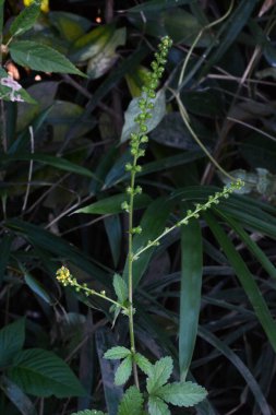 Japon tarım (Agrimonia pilosa) çiçekleri ve meyveleri. Yazdan sonbahara kadar yarışlarda küçük sarı yapraklı çiçekler açar. Meyveler yakılır..