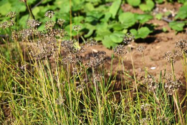 Çin soğanı (Allium tuberosum) tohumları. Amarillidaceae daimi sebzeler. Sonbaharda, meyve olgunlaşır ve siyah tohumları ortaya çıkarmak için ikiye ayrılır..