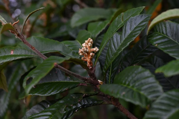 Loquat (Rhaphiolepis bibas) tomurcukları ve çiçekleri. Rosaceae her zaman yeşil meyve ağacı. Tatlı kokulu beş yapraklı çiçekler Kasım 'dan Aralık' a kadar açar..