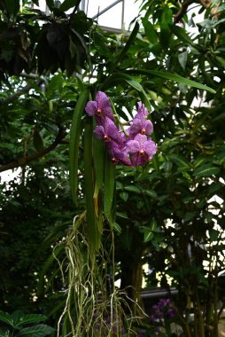 Vanda çiçekleri. Orchidaceae Güneydoğu Asya 'ya özgü her daim yeşil tropikal bitkiler. Ağaçta yetişen epifitler..