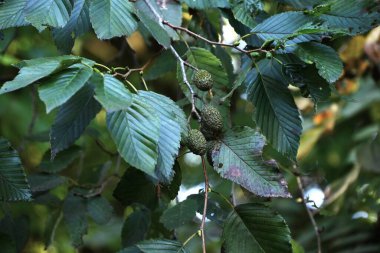  Japon yeşil alder (Alnus sieboldiana) fındıkları. Betulaceae yapraklı ağaç Japonya 'ya özgü. Oval fındıklar sonbaharda kahverengiye döner. Bu bir öncü bitkidir ve çorak toprakları yeşillendirmek için kullanışlıdır..