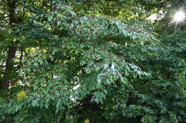 Dev kızılcık (Cornus) meyveleri. Meyve, sonbaharda kırmızıdan siyah mora doğru olgunlaşan küresel bir ilaçtır ve yabani kuşlar, özellikle de soğanlar tarafından sevilir..