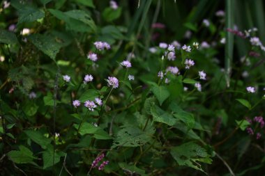 Persicaria thunbergii çiçekleri. Polygonaceae yıllık bitkileri. Ağustostan ekime kadar bol su ve akarsularda olduğu gibi yüksek besin değeri olan yerlerde kümeler halinde büyür..