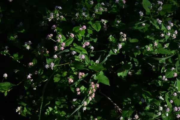 Persicaria thunbergii çiçekleri. Polygonaceae yıllık bitkileri. Ağustostan ekime kadar bol su ve akarsularda olduğu gibi yüksek besin değeri olan yerlerde kümeler halinde büyür..