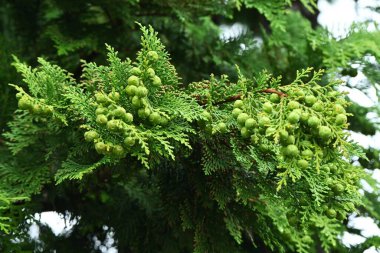 Japon selvi / Hinoki ağacı (Chamaecyparis obtusa) yapraklar, kabuklar, koniler. Cupressaceae kozalaklı. Koniler Ekim 'den Kasım' a kadar kırmızımsı-kahverengiye dönüşür.