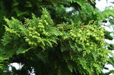 Japanese cypress / Hinoki tree ( Chamaecyparis obtusa ) Leaves, bark, cones. Cupressaceae conifer. Cones ripens to reddish-brown color from October to November. clipart