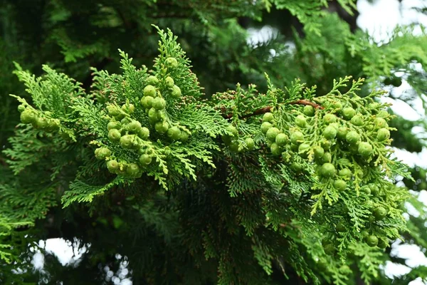 Japanese Cypress Hinoki Tree Chamaecyparis Obtusa Leaves Bark Cones Cupressaceae Stock Picture