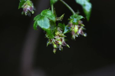 Humulus japonica (Japonca hop) çiçek ve meyve. Cannabaceae dioecious yıllık üzüm. Sapları küçük sivri dikenlere sahiptir ve diğer bitkilere dolanarak büyürler..