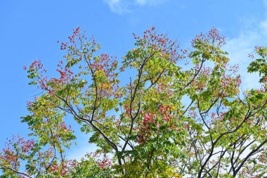 Alev sarısı yağmur ağacı (Koelreuteria henryi) meyve ve tohumlar. Sapindaceae yapraklı tropikal ağaç. Meyve, sonbaharda kırmızımsı-kahverengiye dönen ve tohumlar içeren bir kapsül. Tayvan 'a özgü türler.