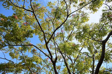 Alev sarısı yağmur ağacı (Koelreuteria henryi) meyve ve tohumlar. Sapindaceae yapraklı tropikal ağaç. Meyve, sonbaharda kırmızımsı-kahverengiye dönen ve tohumlar içeren bir kapsül. Tayvan 'a özgü türler.